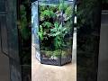 This Tiny Forest in a Jar Sells for Hundreds 😳