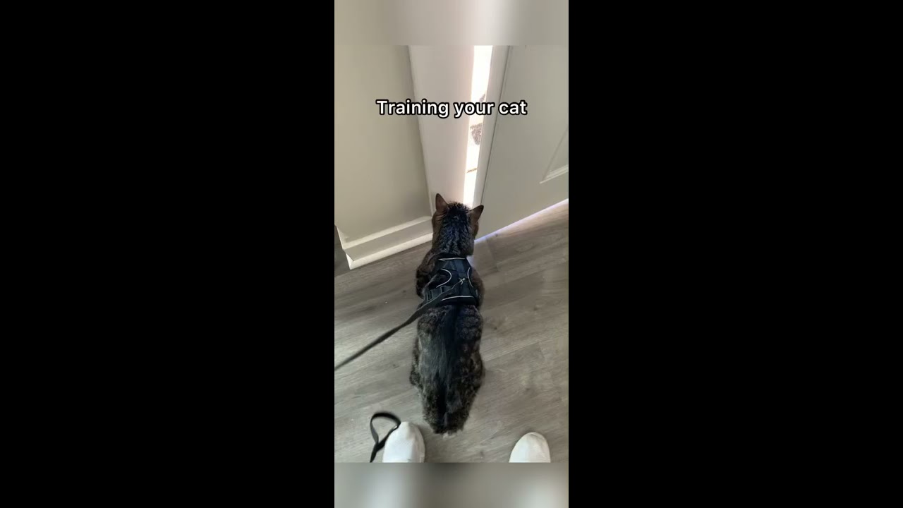 How To Leash Train A Cat Shorts