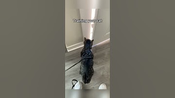 How to leash train a cat! #shorts