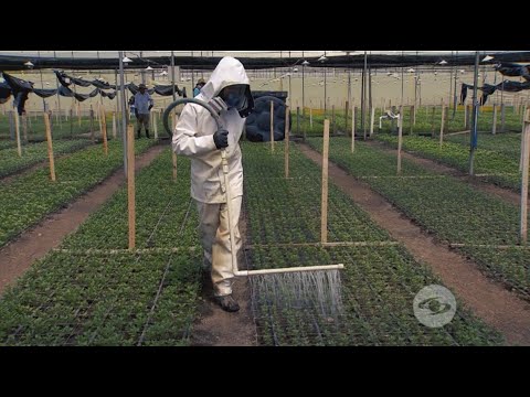 Video: Cocinar El Crisantemo Cuajada