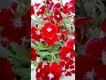 dianthus flower blooming, terrace garden, winter season,#flowers #plants#shorts #youtubeshorts
