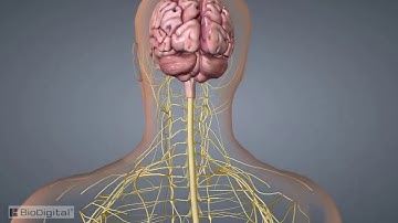 The Nervous System In 9 Minutes Trim