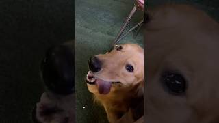🙂‍↔️ #trending #trendingaudio #goldenretriever #explorepage #goldenretrieverpuppy #explore #random