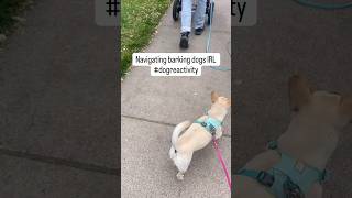 4 Barking Dogs 😱 … we got this 👌 Emergency reactive dog walking skills IRL #dogreactivity