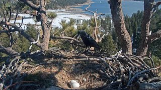 Big Bear Bald Eagles \/ Raven visits the eggs😳Jackie and Shadow are not in the nest February 13,2023