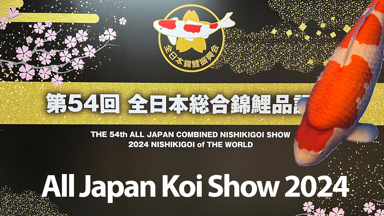 The 54th All Japan Koi Show 2024 - Part 1 