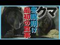 冬眠明け“最初の食事”の様子「久しぶりの興奮状態」飢えたヒグマの行動は…北海道