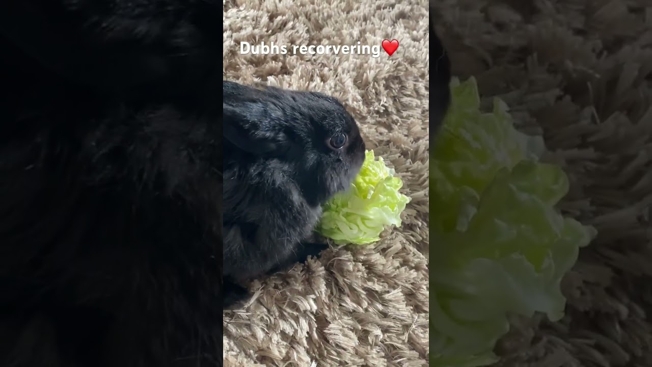 Dubhs recovering❤️ 
