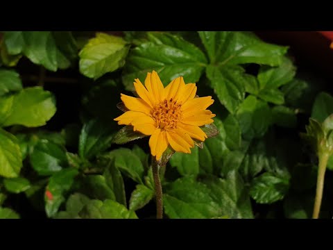 Video: Creșterea acoperirii solului Wedelia: ce utilizări sunt plantele Wedelia în grădină