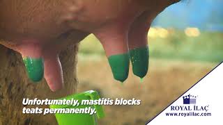 Protect your cows from mastitis using MASDISIN HERBAFILM post- milking teat dip / Royal ilac