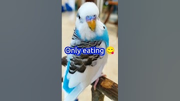 Hey Siri👋#cutebudgie #shortsviral #budgies