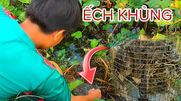 Bẫy Ếch Chạy Toàn Ếch Khủng//Đặt Lợp Ếch Mùa Nước Nổi // Học vlog