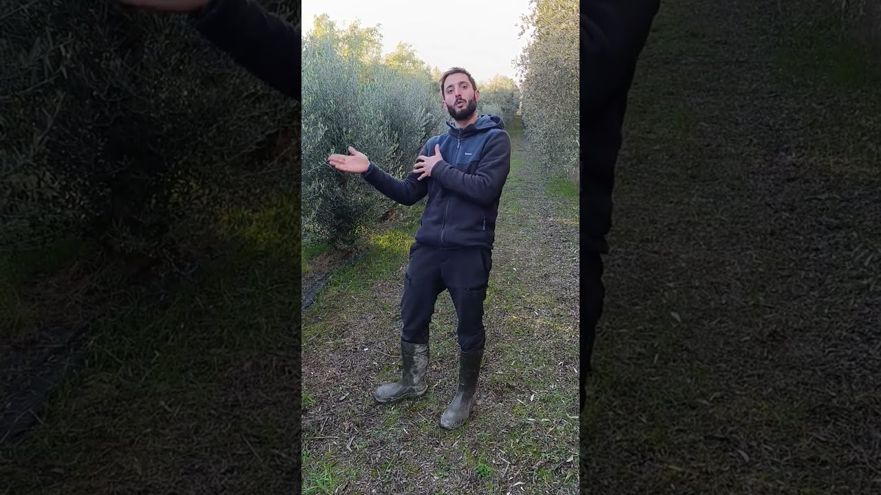 Cosa fare quando l'oliveto HD perde produttività?