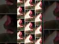 Dil Mera Dil Bekarar Ho Gaya#viralmusic #shortvideos #whatsappstatusvideo #shortclips