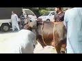 Eid -ul-Adha second day 😭💔😭💔
