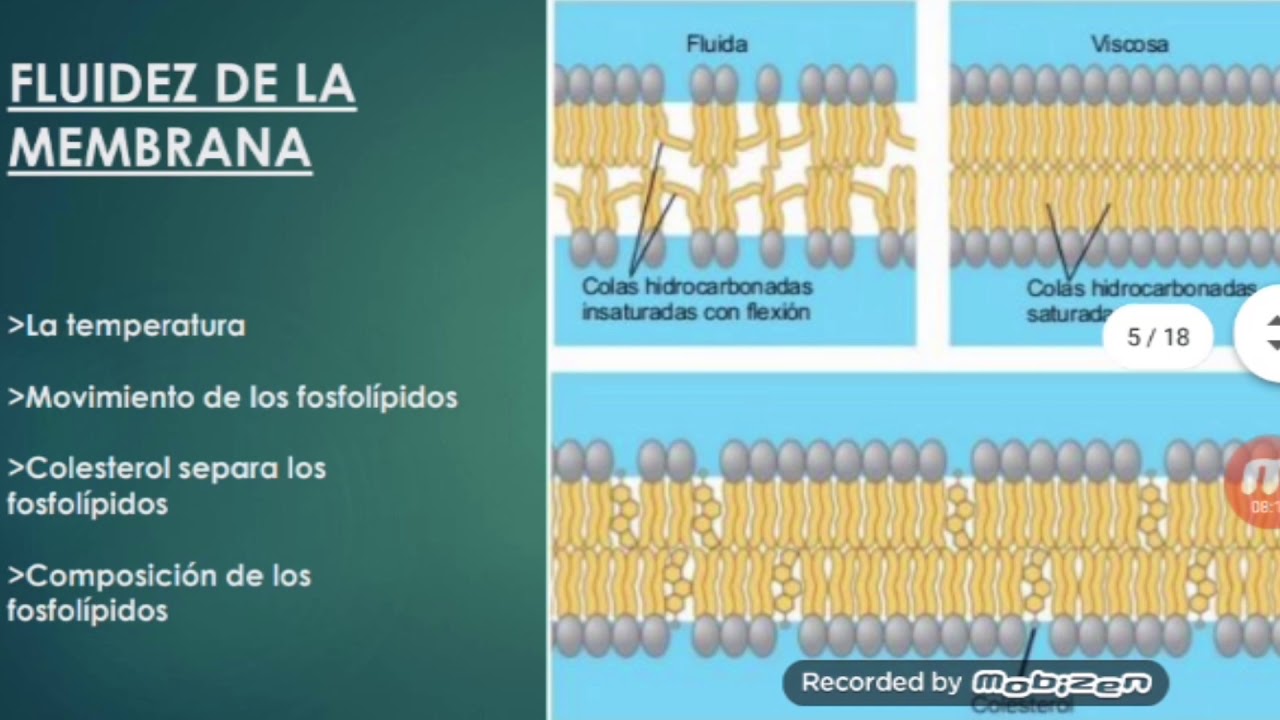 PROF ZAMBRANO - BIOLOGIA CELULAR