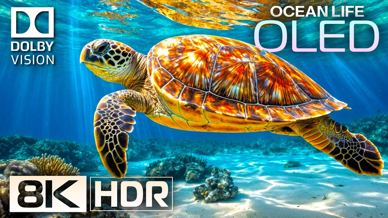 Incredible Ocean Life in 8K HDR Dolby Vision 60fps