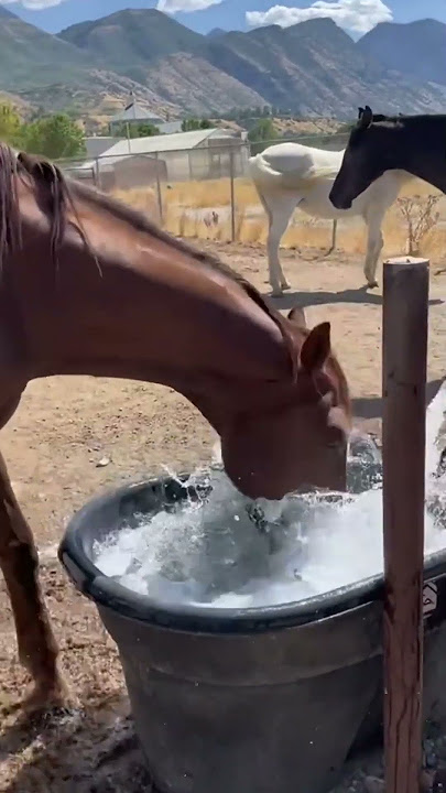 Horses always bring us happiness #horse #fun #fyp #usa