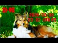 『訃報』 虎狐君 追悼動画 (2025/06/08) 23：22 息を引き取りました。9歳でした。