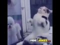 Cat does official drake hotline bling dance lmao