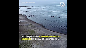 Северные морские котики на Командорских островах