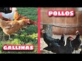 Moviendo a los POLLOS al GALLINERO