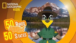 Montana  Feat. Rapper MC Lark the Western Meadowlark | 50 Birds, 50 States