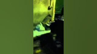 Rottweiler vs. Python