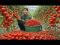 Harvesting Ripe Tomatoes &amp; Selling at Market | Cooking a Simple Rural Meal Alone