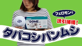 タバコシバンムシをフェロモンでおびき寄せて捕獲