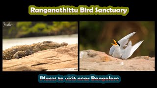 Ranganathittu Bird Sanctuary 2020 | Places to visit near Bangalore | Wildlife Photography forests