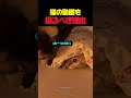 猫の動画を撮るべき理由