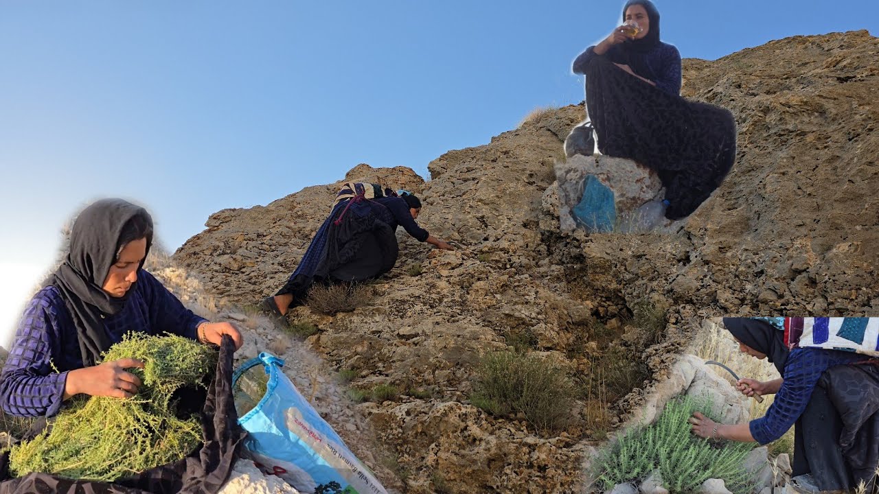 "Nomadic Life in Iran: A Nomad Girl Foraging Wild Medicinal Herbs in the Zagros Mountains"