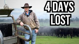 Mobile Weighing For Better Cattle Grazing
