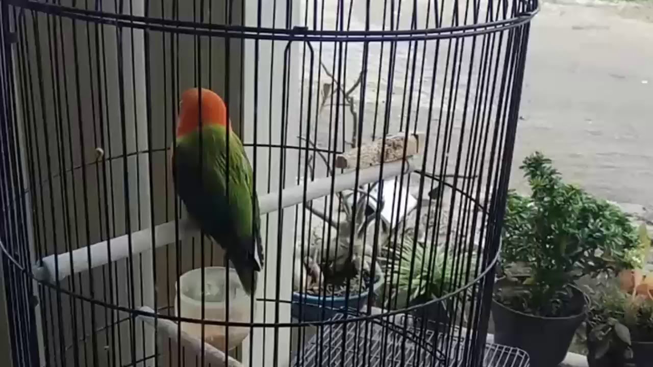 BAKAT BURUNG LOVBIRD 