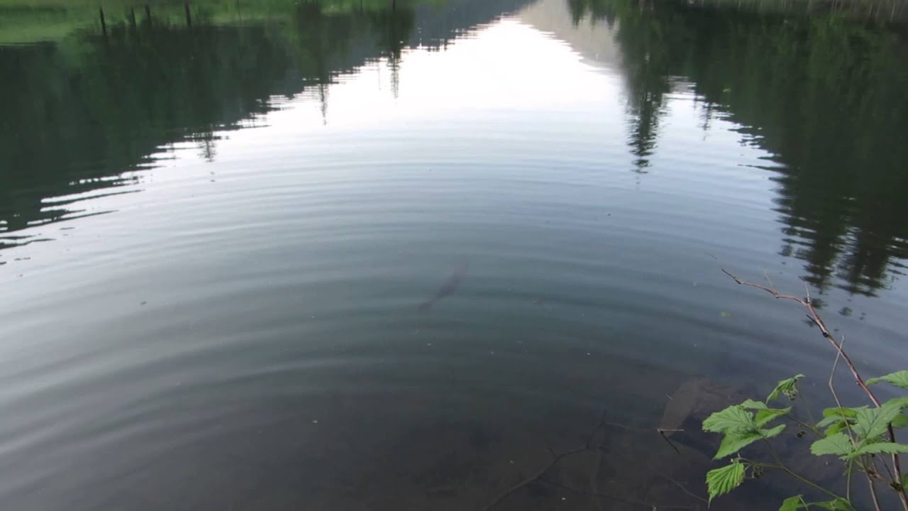 Catch and release brown trout Čutkovo 
