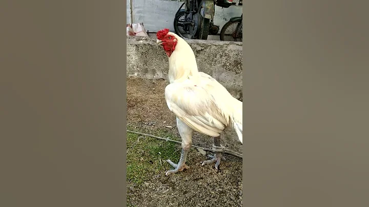 My favorite white  lovely one