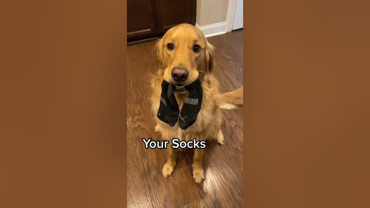 Funny Dogs Tiktok johnathan lower YouTube