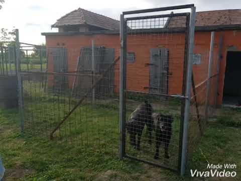 Videó: Hogyan Készítsünk Kutyát Karácsonyra Vagy Vízkeresztre