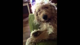 Goldendoodle takes over the couch