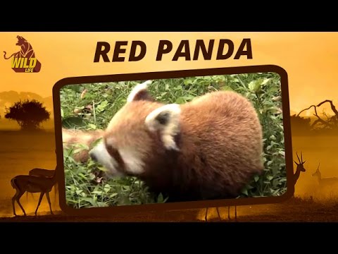 videos deer hunter Animals In Forest | Red Panda | Animal Videos | Wildlife