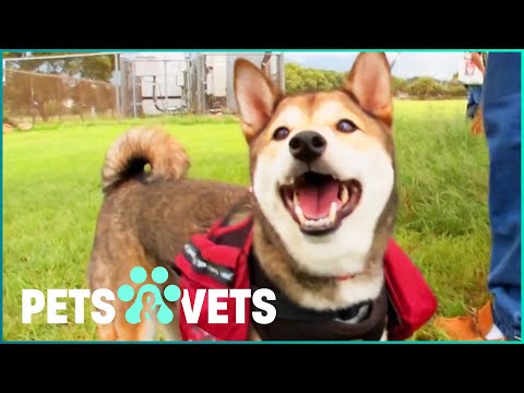 IS A SHIBA INU THE RIGHT DOG FOR YOU? | PETS IN PARADISE