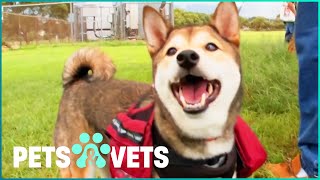 Is A Shiba Inu The Right Dog For You? | Pets In Paradise