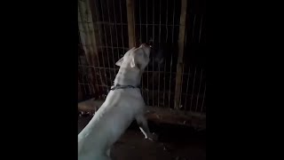 Dogo argentino vs real Tiger reaction Test