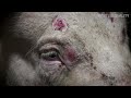 Does Aldi support animal cruelty?