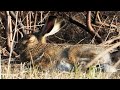 Зайчонок прилег отдохнуть и уснул / A little hare decided to lie down to rest