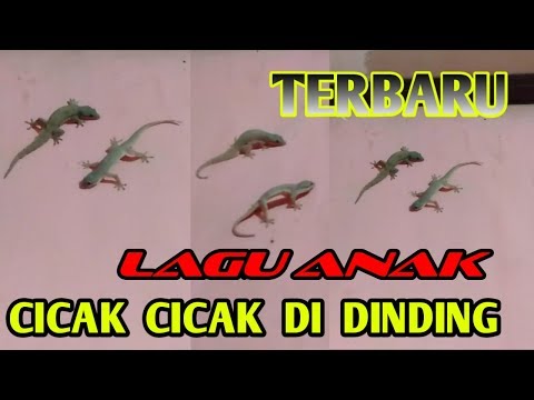 Cicak Cicak Di Dinding Terbaru Lagu Anak Indonesia