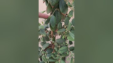 Bán cây sim ăn quả đang sai nụ 0977973535