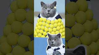 An Infinite Magic Ball Comedy Show!😲✨ | Real & Fake #Funnycat #Magic #Funnymemes #Trending