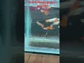 red flamingo guppies available only pair or trio contact no is in comment 😔😔